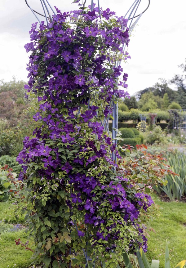 Figure 2. The framework is a trellis that supports organic growth”